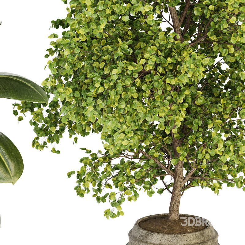 Indoor Plant Set 024 Image 2