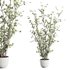 plants set 03 - Thumbnail 2