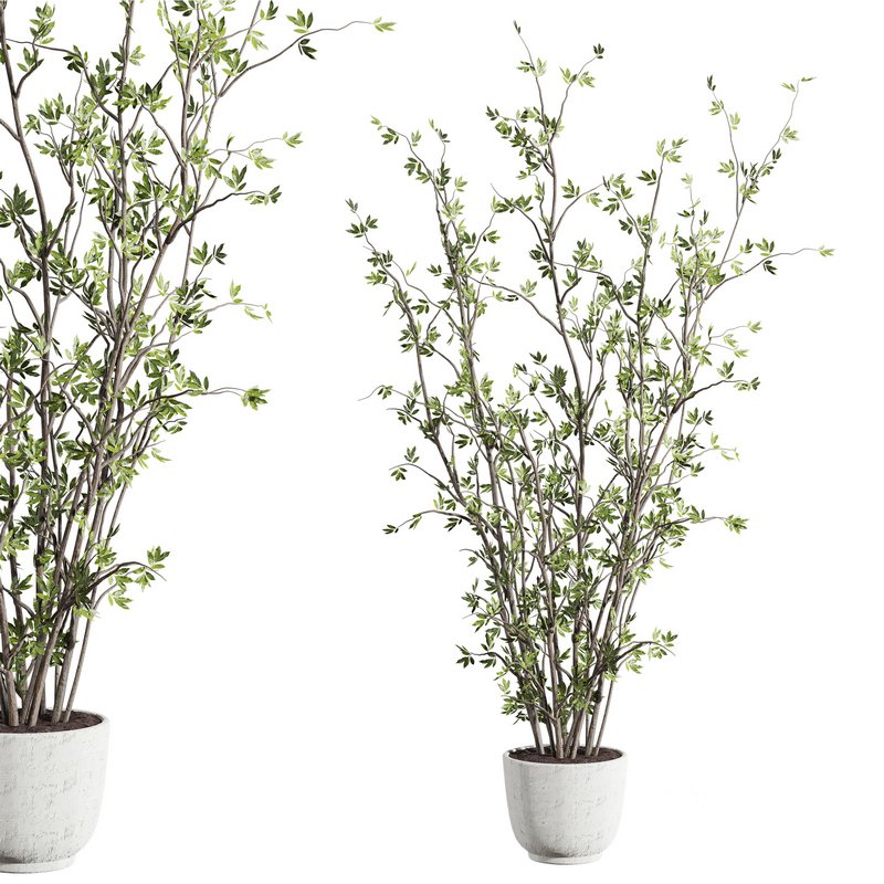 plants set 03 Image 2