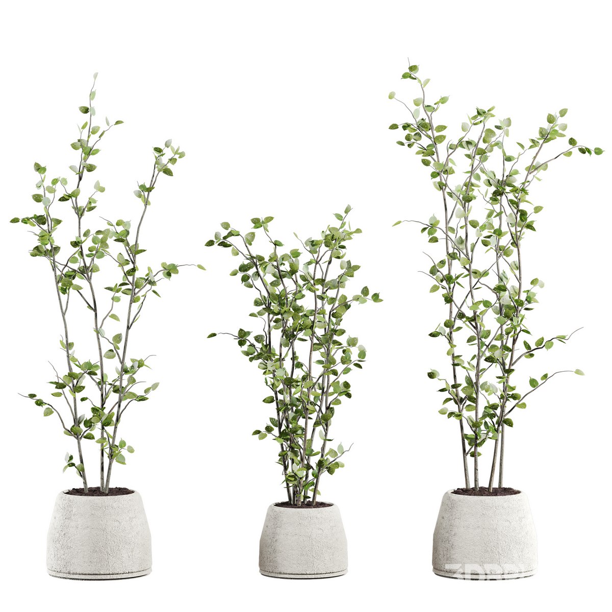 plants set 05 Image 1