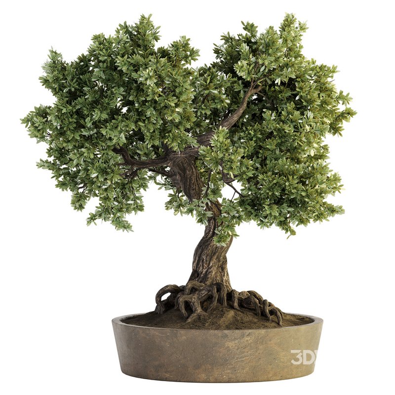 Indoor Plant Set 030 Image 2