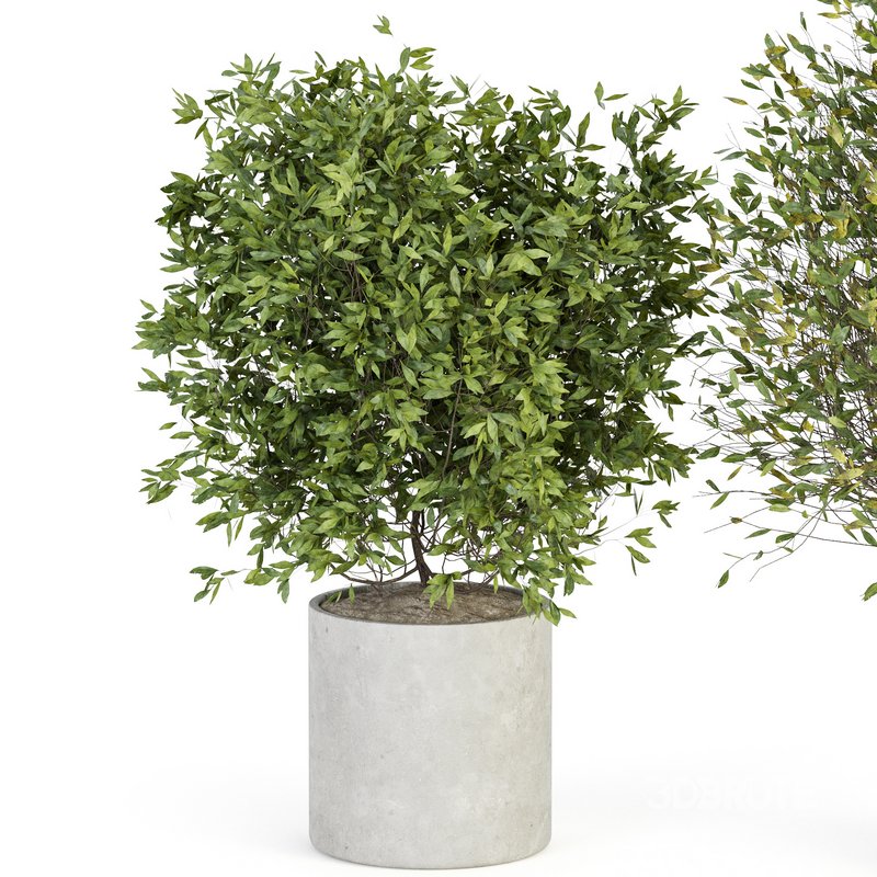 Indoor Plant Set 027 Image 2