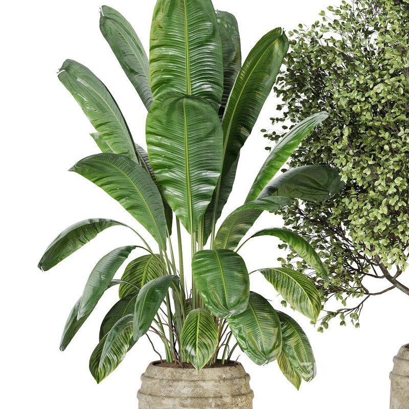 Indoor Plant Set 023 Image 2