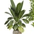 Indoor Plant Set 024 - Thumbnail 3