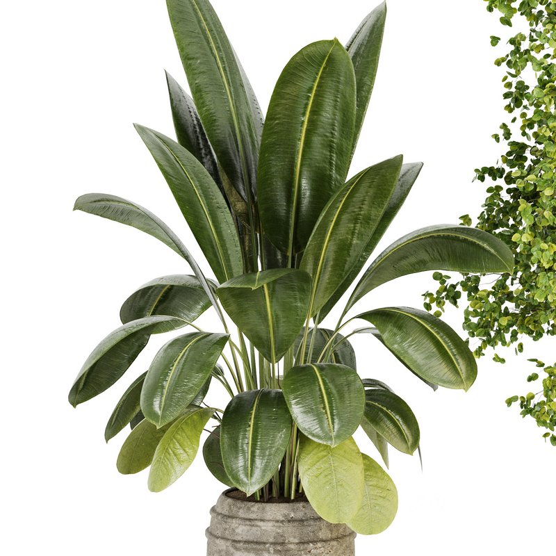 Indoor Plant Set 024 Image 3