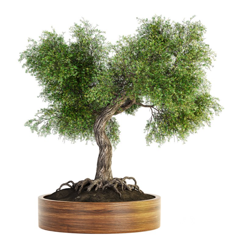 Indoor Plant Set 031 Image 2