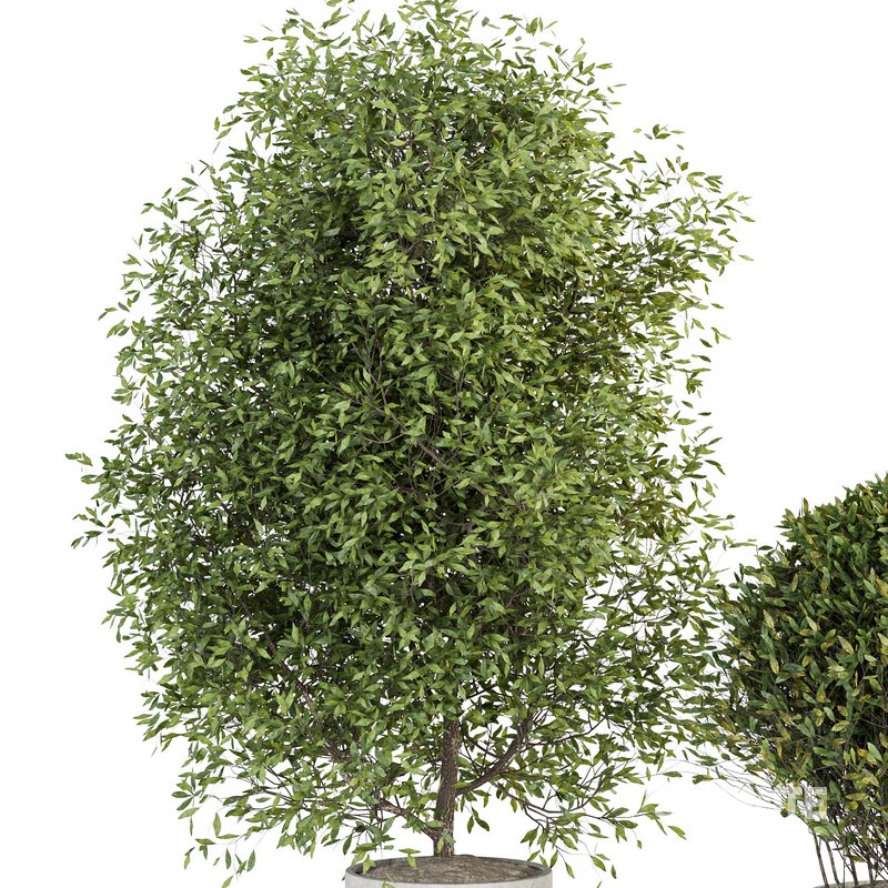 Indoor Plant Set 028 Image 3