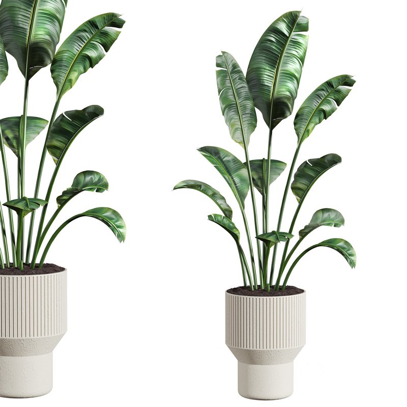 plants set 02 Image 1