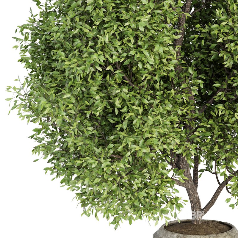 Indoor Plant Set 025 Image 2