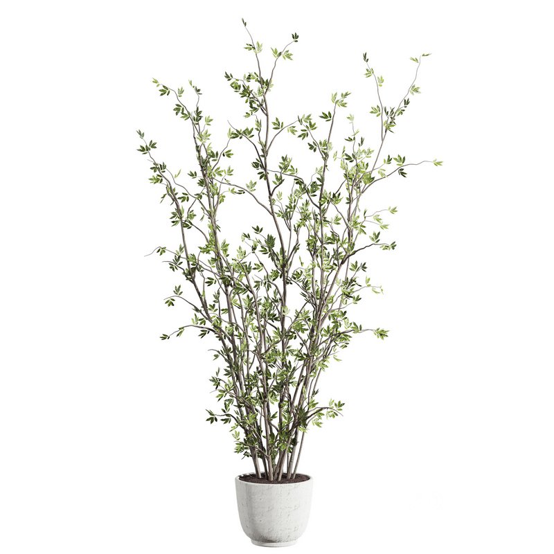 plants set 03 Image 1