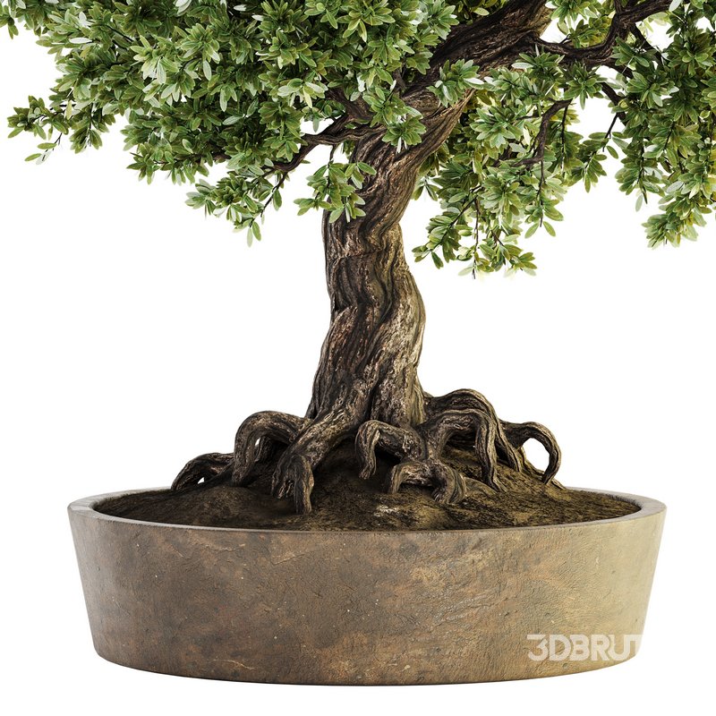 Indoor Plant Set 030 Image 3