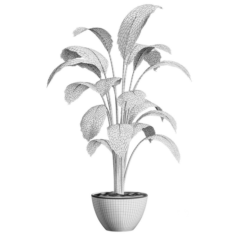 bird of paradies Image 2