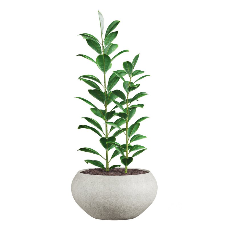 plants set 04 Image 2