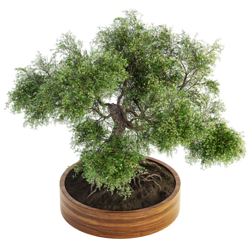 Indoor Plant Set 031 Image 3