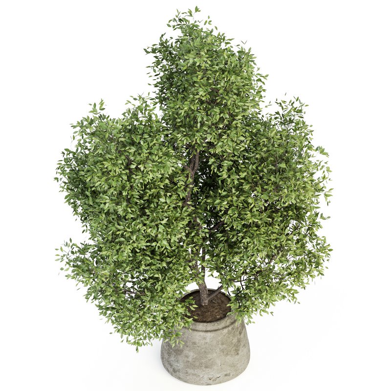 Indoor Plant Set 025 Image 3