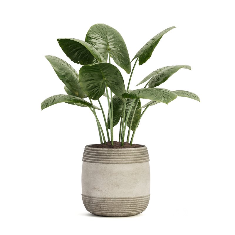 Indoor Plant Set 021 Image 3