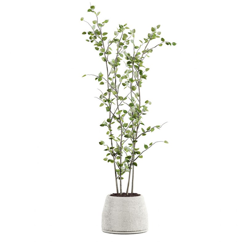 plants set 05 Image 3