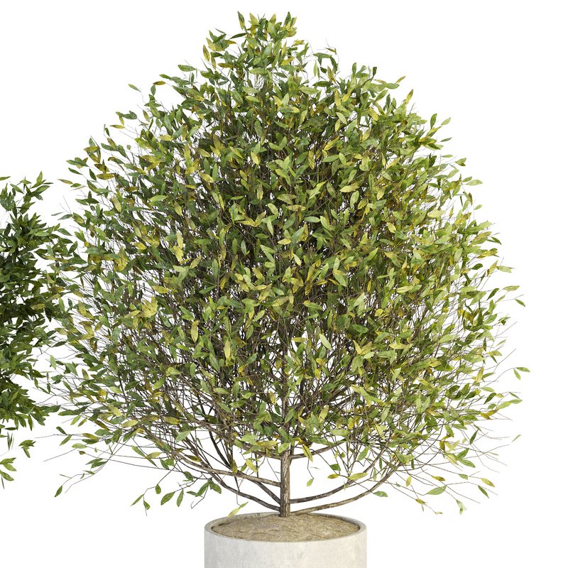 Indoor Plant Set 027 Image 3