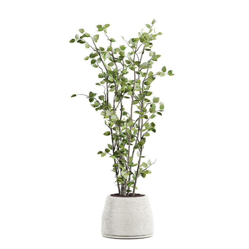 plants set 05 Image 4