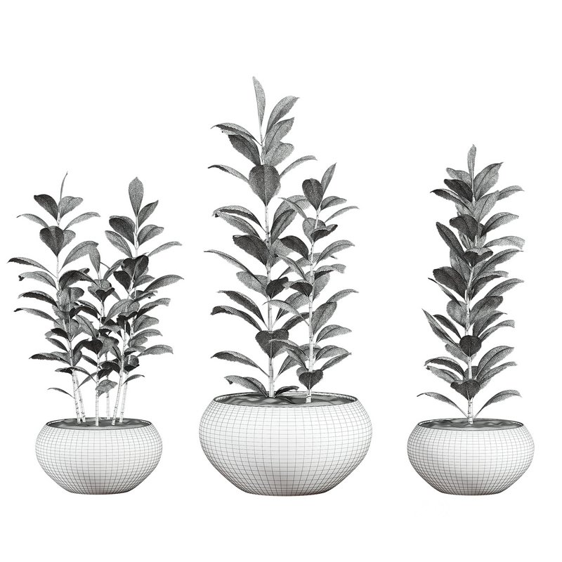 plants set 04 Image 5