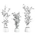 plants set 05 - Thumbnail 5