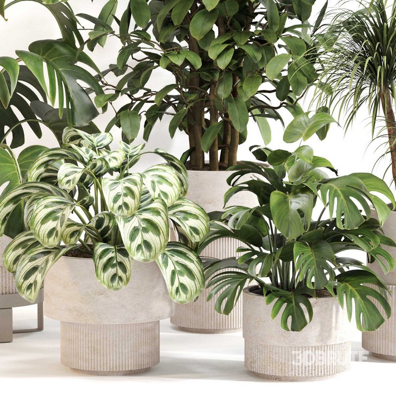 Indoor Plant Set 0113 Image 2