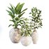 Plant_Set02 - Thumbnail 1