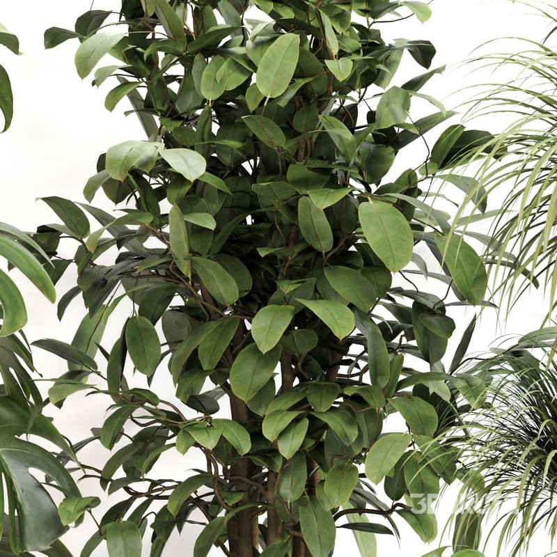 Indoor Plant Set 0113 Image 4