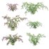 Deutzia Plants Japanese Snow Flower - Thumbnail 1