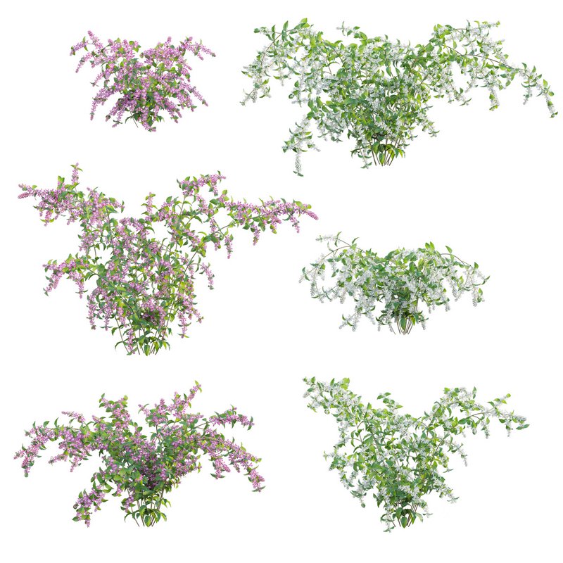 Deutzia Plants Japanese Snow Flower Image 1