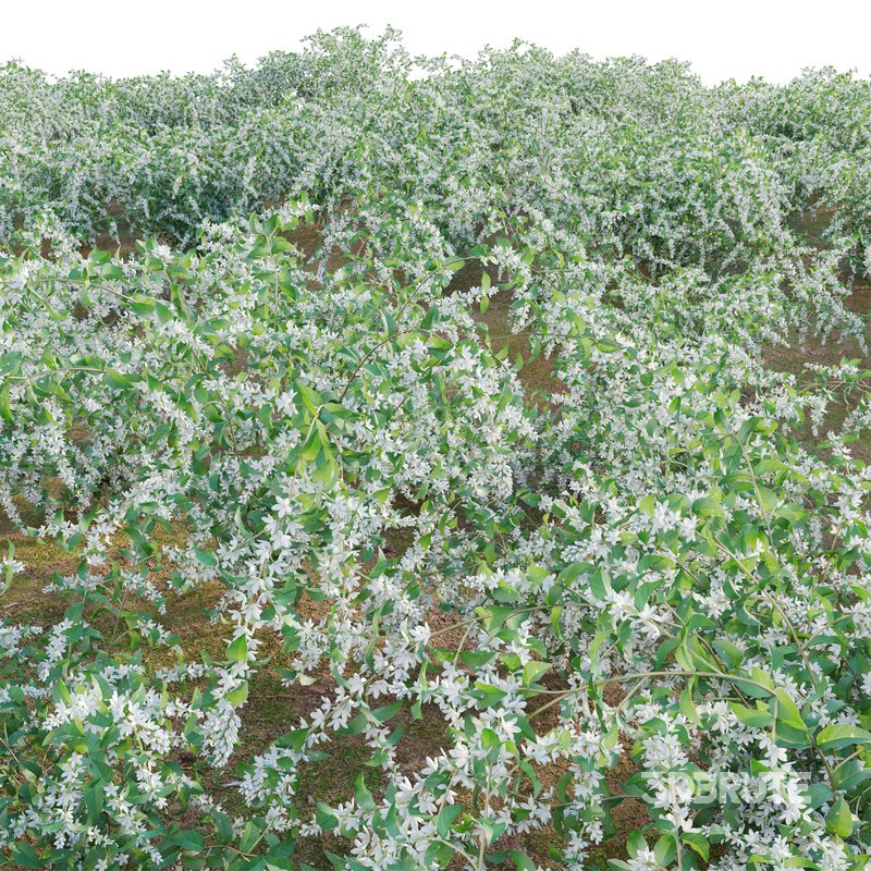 Deutzia Plants Japanese Snow Flower Image 2