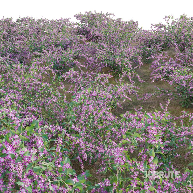 Deutzia Plants Japanese Snow Flower Image 4