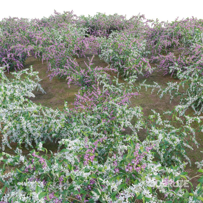 Deutzia Plants Japanese Snow Flower Image 3