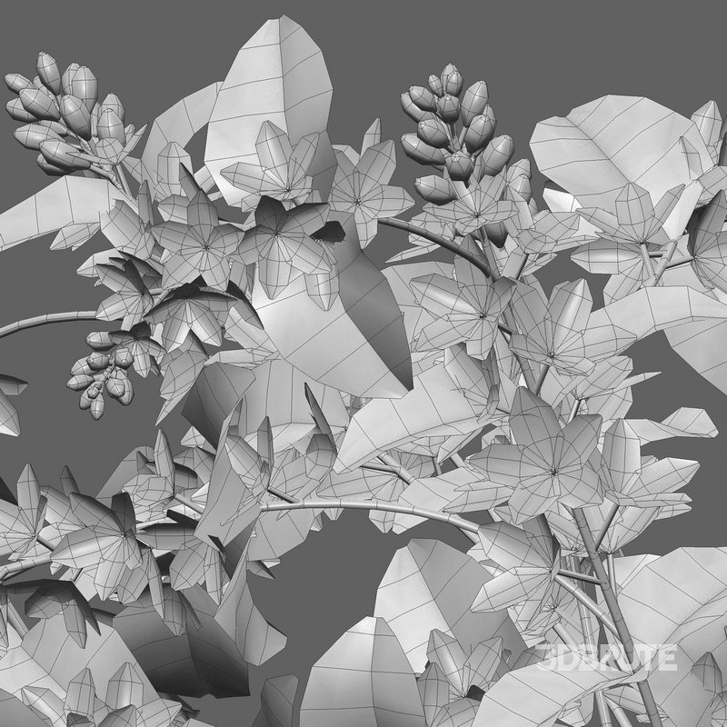 Deutzia Plants Japanese Snow Flower Image 5