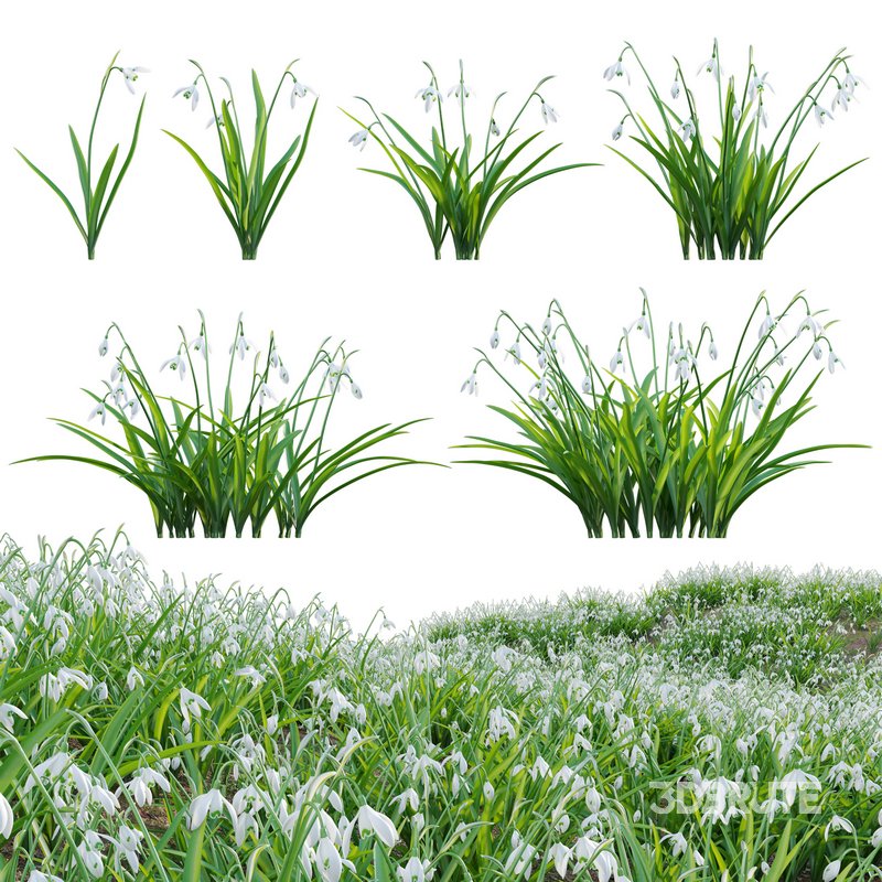 Galanthus nivalis – Snowdrop Image 1