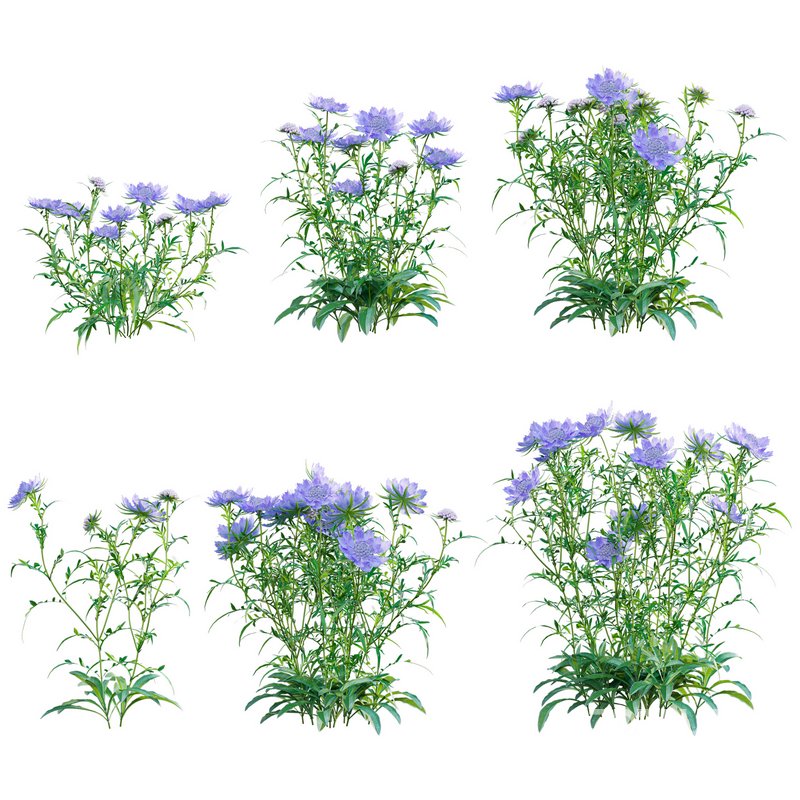 Scabiosa Flower – Pincushion Flower Image 1