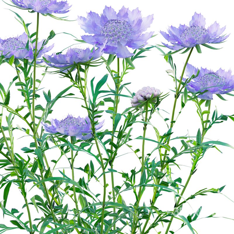 Scabiosa Flower – Pincushion Flower Image 2