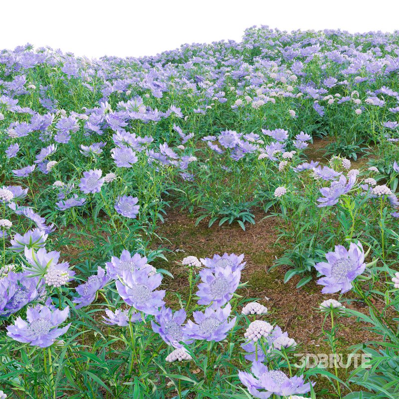 Scabiosa Flower – Pincushion Flower Image 3