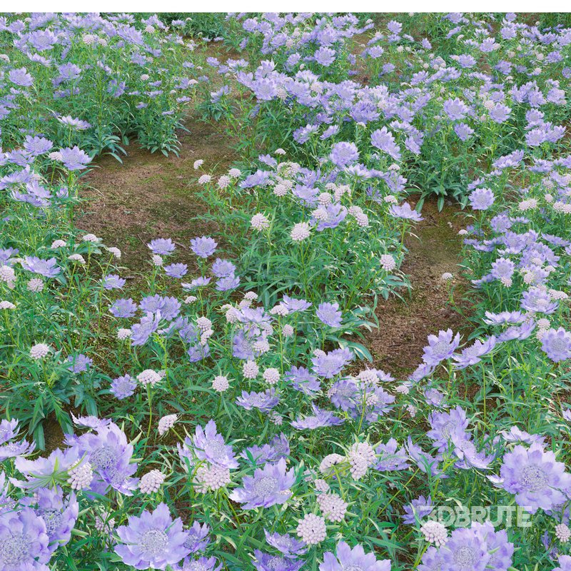 Scabiosa Flower – Pincushion Flower Image 4