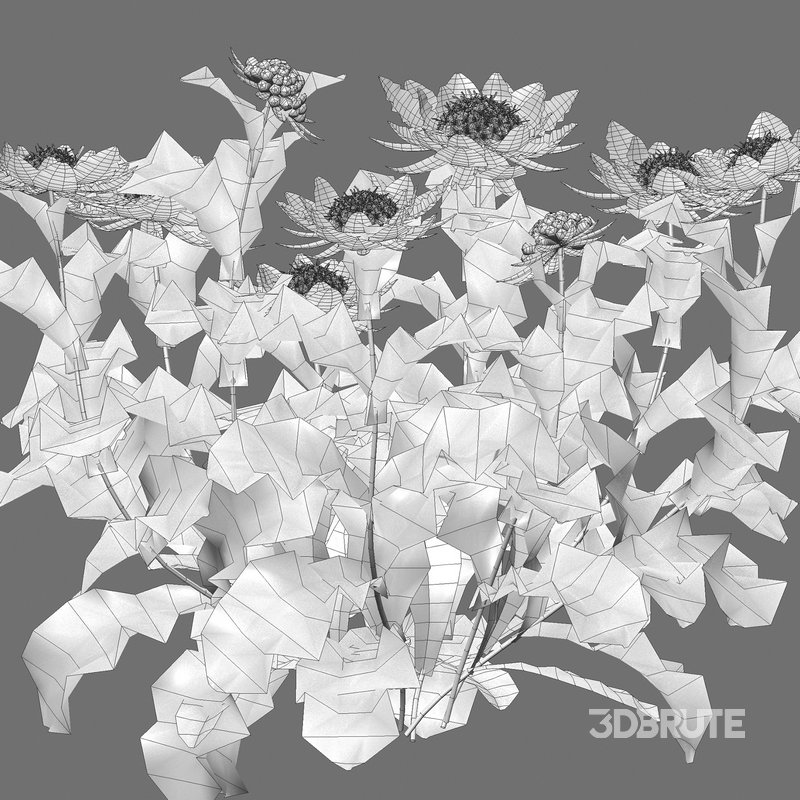 Scabiosa Flower – Pincushion Flower Image 5