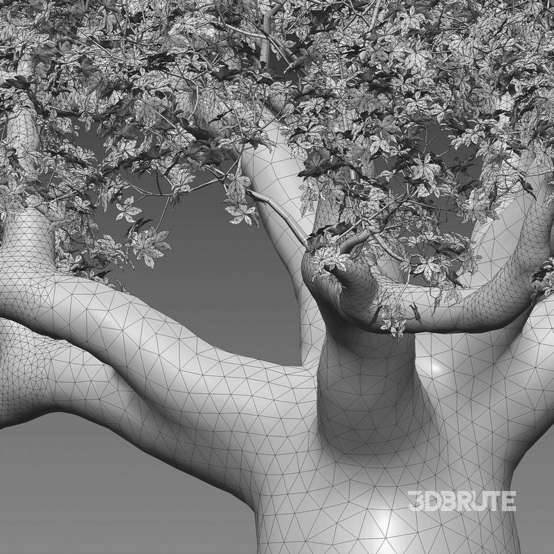 Adansonia digitata – Baobab Image 4