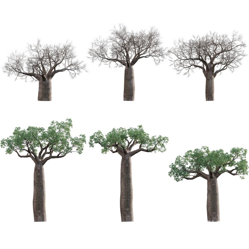 Adansonia digitata – Baobab Image 1