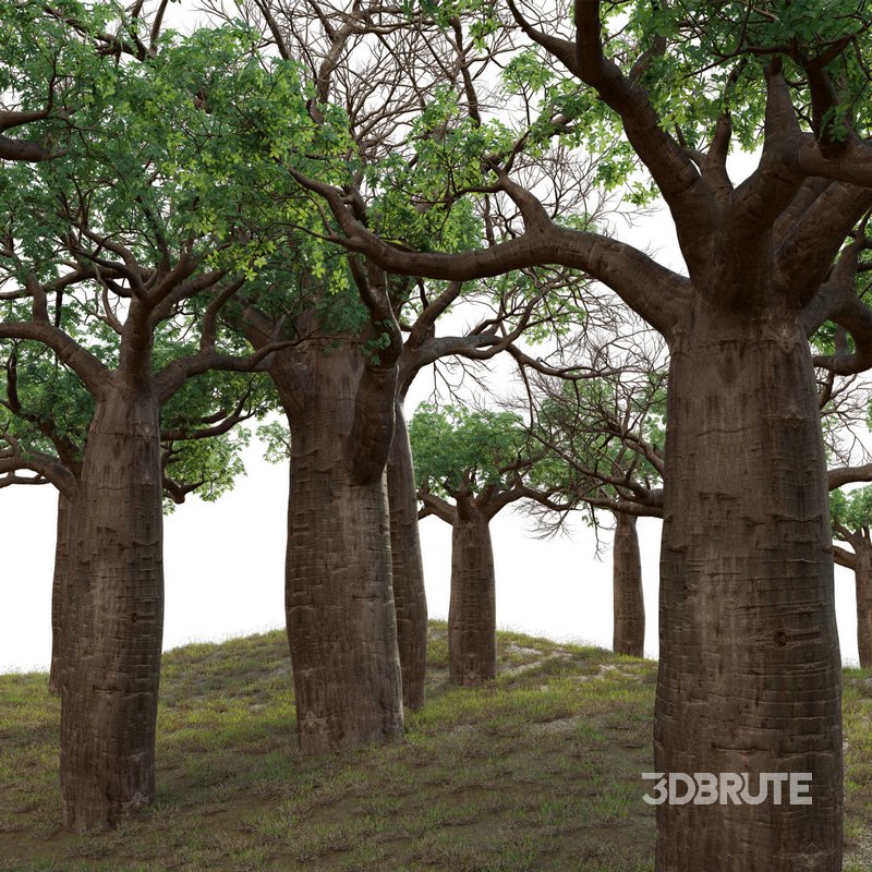 Adansonia digitata – Baobab Image 3