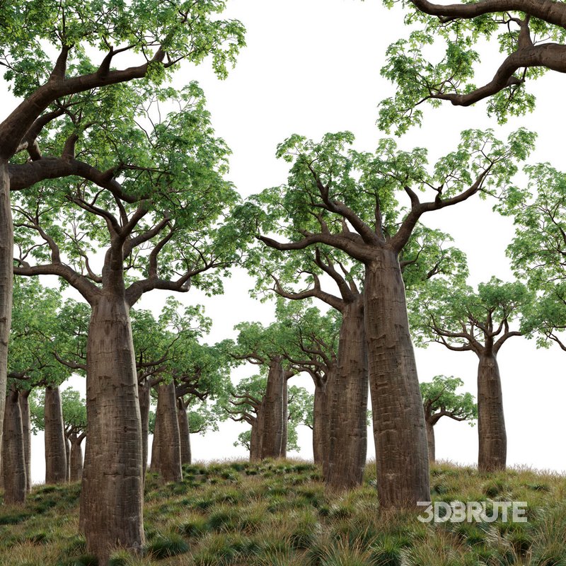 Adansonia digitata – Baobab Image 2