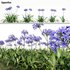 Agapanthus - Thumbnail 1