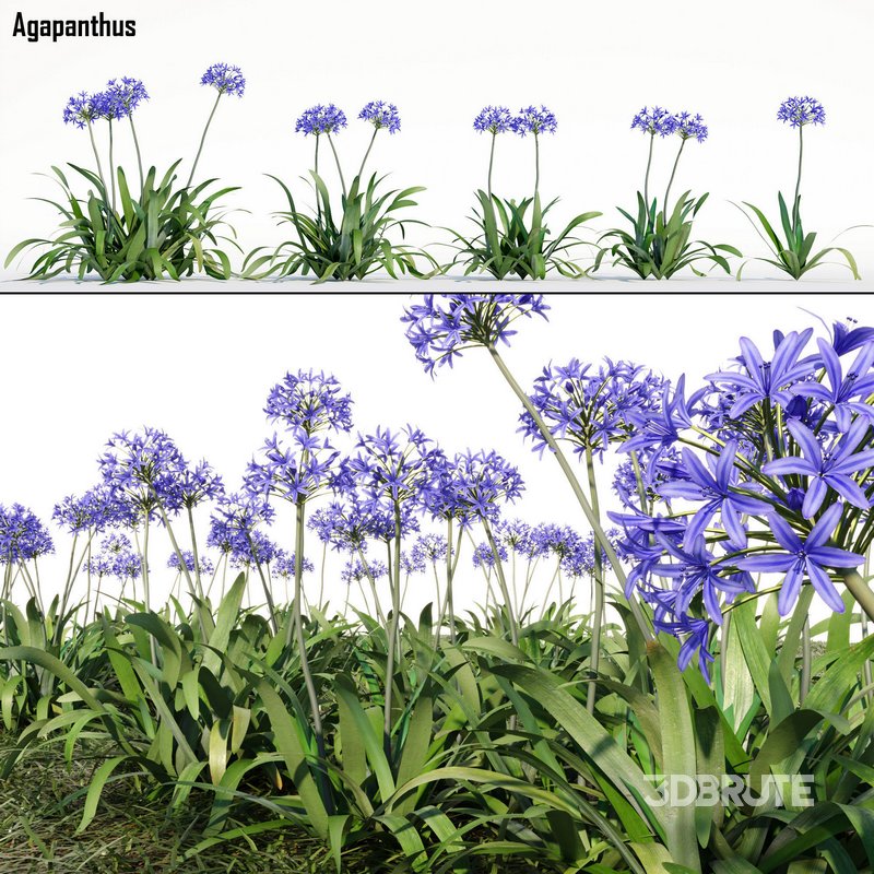 Agapanthus Image 1