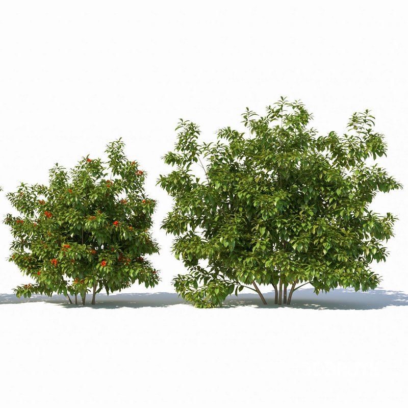 Aucuba japonica Image 2