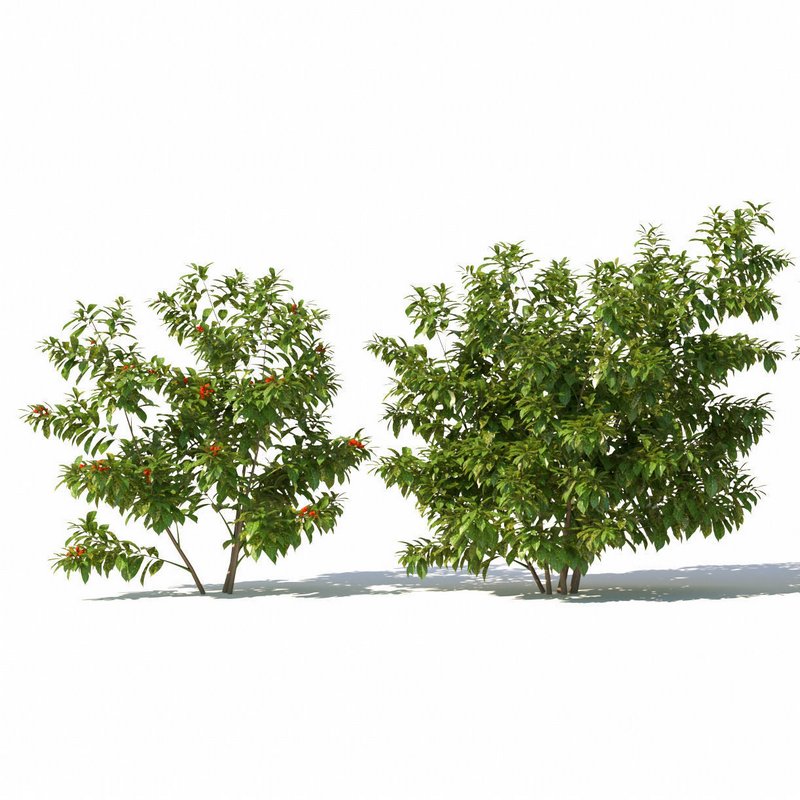 Aucuba japonica Image 3