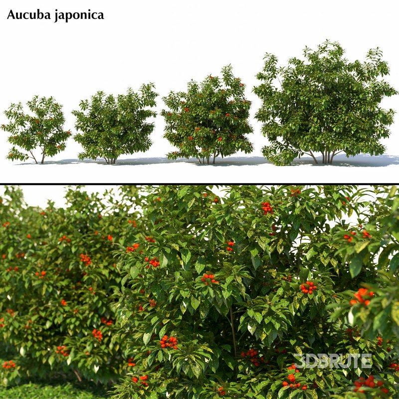 Aucuba japonica Image 1
