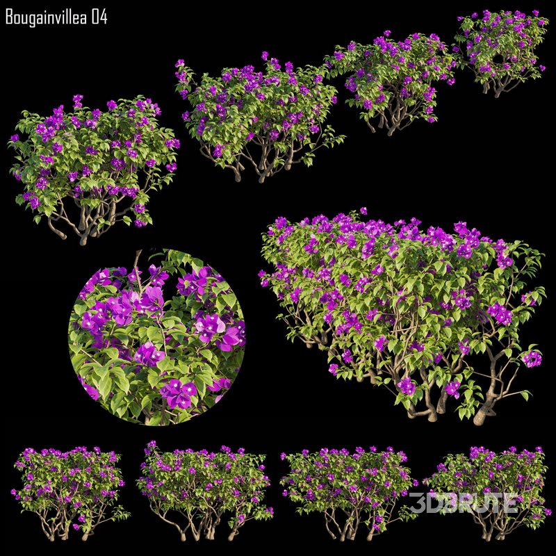 Bougainvillea 04 Image 1